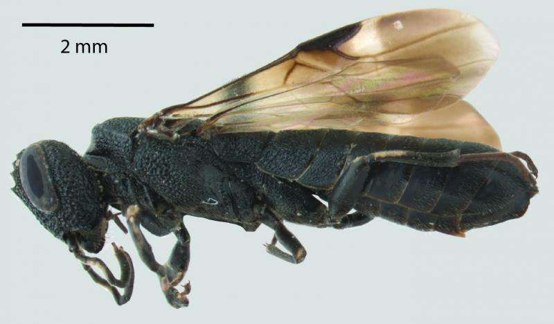Flickr and a citizen science website help in recording a sawfly species range expansion