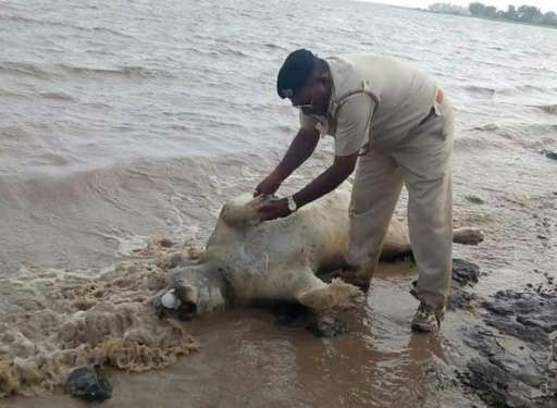 Floods in India's western Gujarat state in June claimed the lives of ten endangered Asiatic lions