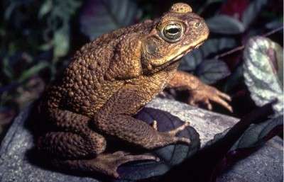 Florida pet owners warned about deadly giant toads