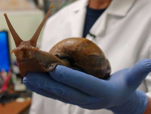Florida plant detectives are on the trail of a slippery foe, an invasive African land snail that is wily, potentially infectious