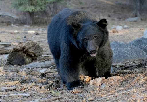 Florida's bear population has reached an estimated number of 3,000, having grown from just several hundred in the 1970s