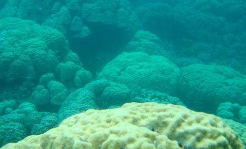 Florida Tech study finds climate refuges where corals survive, grow