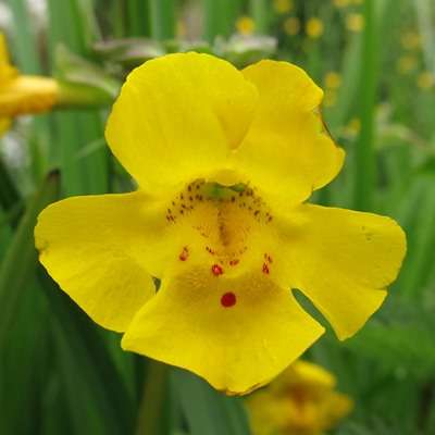 Flower find provides real-time insight into evolution