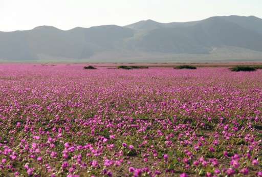 Flowers bloom at the Huasco region on the Atacama desert, some 600 km north of Santiago, on November 27, 2015