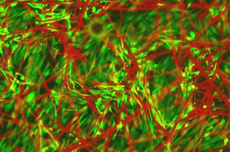 Fluorescent material reveals how cells grow