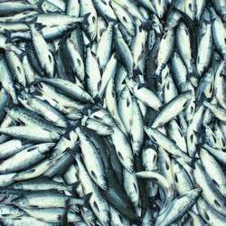 Food sector innovations tap nutritional potential of fish