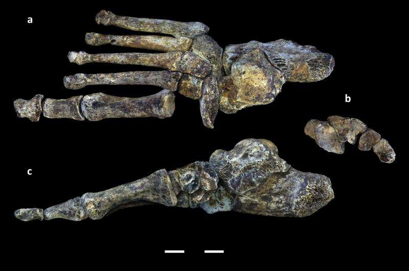 Foot fossils of human relative illustrate evolutionary 'messiness' of bipedal walking