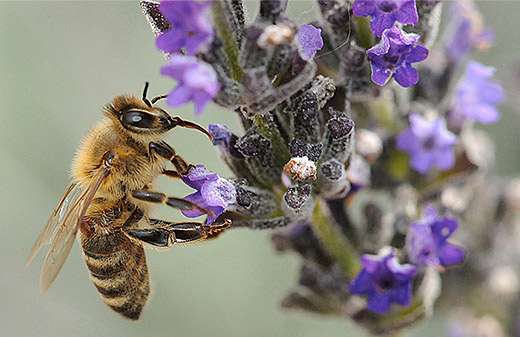 Forager bees ‘turn on’ gene expression to protect against microorganisms, toxins