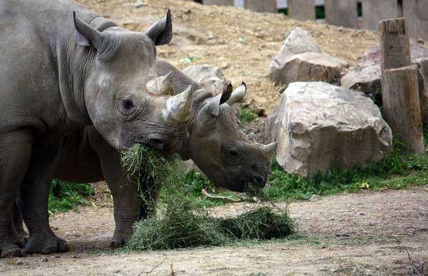 For black rhino, zoo diet might be too much of a good thing