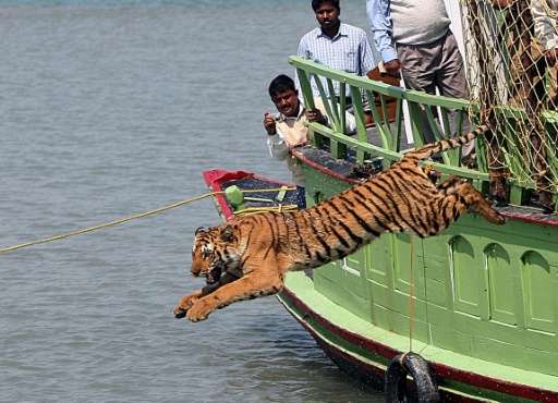 Forestry officials watch as a rescued tigress leaps into the Sundarikati river after being released at Sunderbans, in February 2