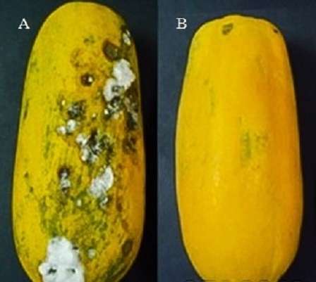 Formula to get rid of black spots in papaya developed