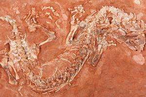 Fossil find sheds new light on evolution of reptiles