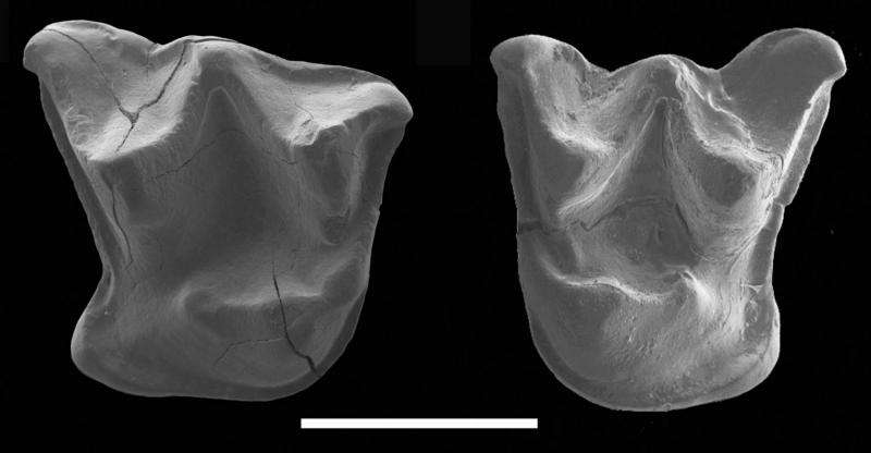 Fossil of large 'walking' bat discovered in New Zealand reveals ancient lineage
