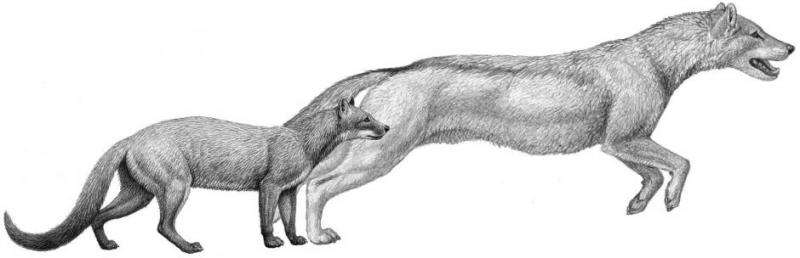 Fossil study: Dogs evolved with climate change