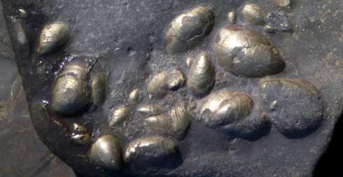Fossils used to predict impact of global warming on marine life