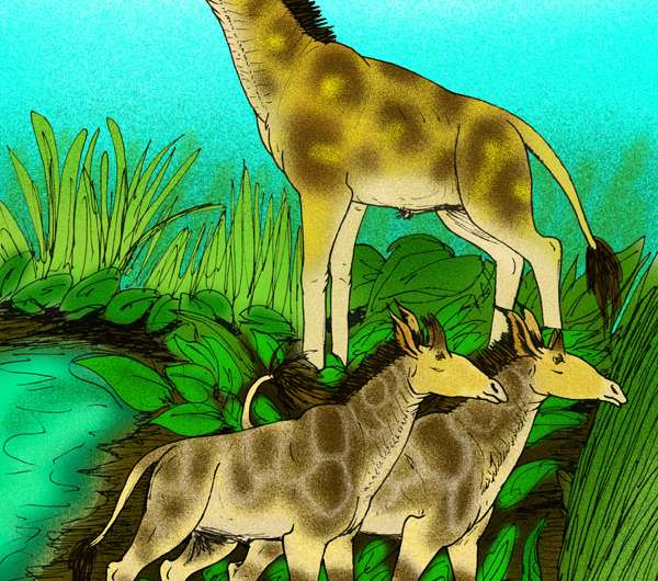 Fossil vertebrae reveal clues to evolution of long neck in giraffe