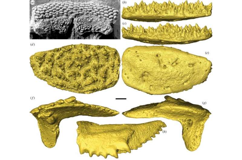 Four hundred million year old fish fossil has earliest example of teeth