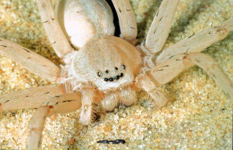 Four new species of huntsman spiders have been discovered in southern Africa