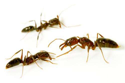Friend, foe or queen? Study highlights the complexities of ant perception