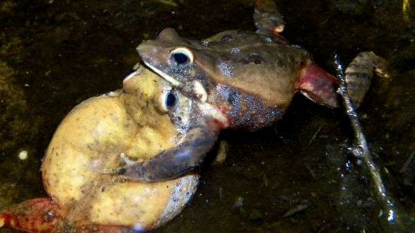 Frogs pit guns against sperm in battle for mates