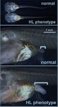 Frogs prove ideal models for studying developmental timing