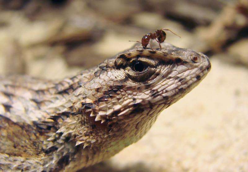 From twitching lizards to noisy frogs, adaptation is often survival of the weird