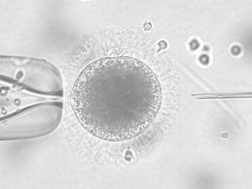 Frozen semen from lions can produce embryos