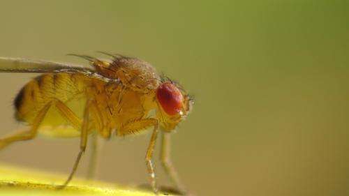 Fruit flies crucial to basic research