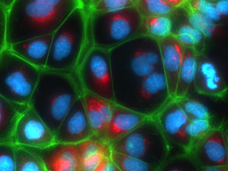 Functional human liver cells grown in the lab