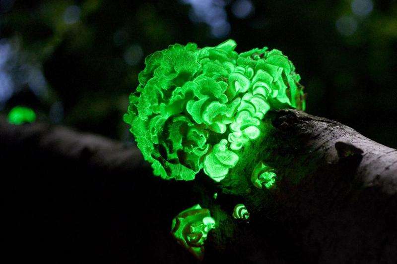 Fungi get the green light: Chemical basis for bioluminescence in glowing fungi uncovered