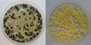 Fungi tweaked to boost industrial enzymes