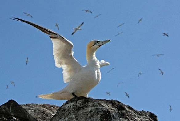 Gannets to be tracked in real-time using 3G technology