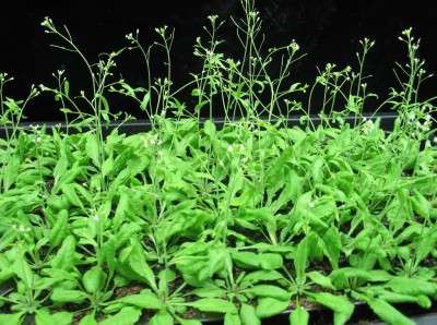 Gene required for plant growth at warmer temperatures discovered