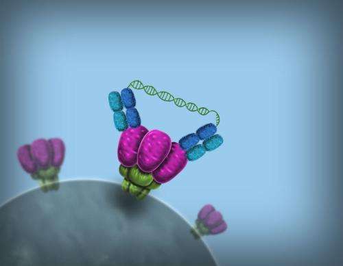Genetically engineered antibody-based molecules show enhanced HIV-fighting abilities