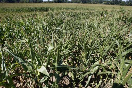 Genetically modified organisms like this corn crop photographed August 4, 2007, have inspired ongoing controversy in the EU, whe
