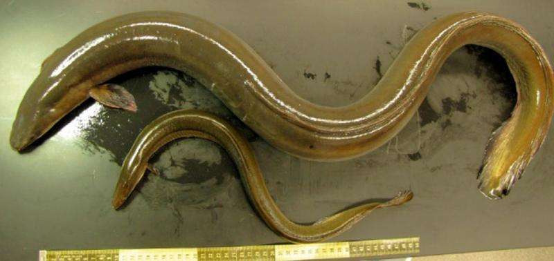 Genetic analysis of the American eel helps explain its decline