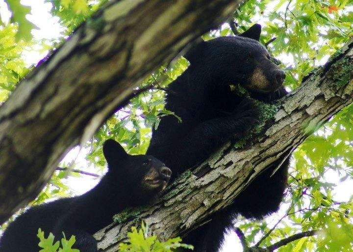 Genetic maps help conservation managers maintain healthy bears