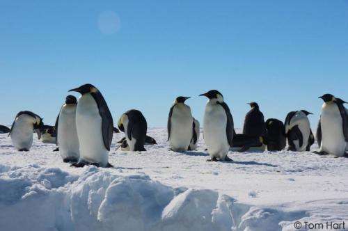 Genetics reveals where emperor penguins survived the last ice age
