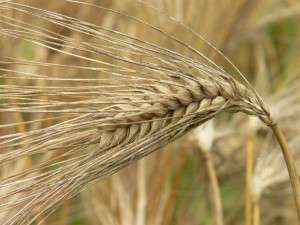 Genomic regions containing two-thirds of all annotated barley genes have been sequenced