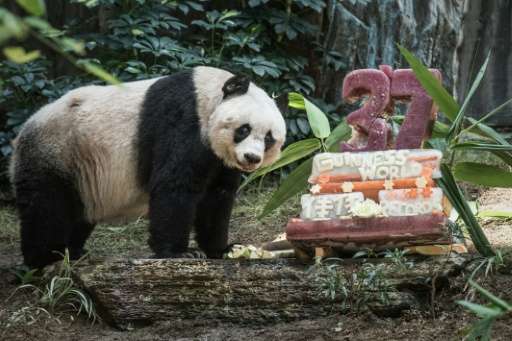 Giant panda Jia Jia stands next to her cake made of ice and fruit juice to mark her 37th birthday at an amusement park in Hong K