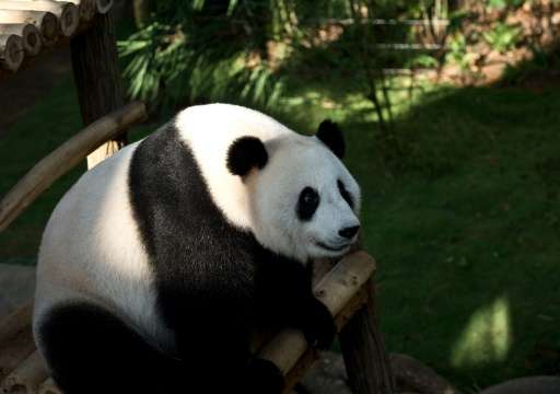 Giant panda 'Liang-Liang', pictured on June 25, 2014 at the National Zoo in Kuala Lumpur, gave birth to a cub