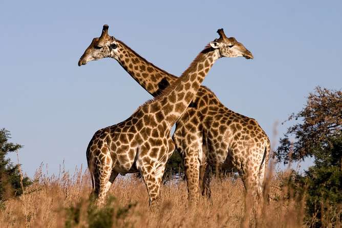 Giraffes aren’t dangerous – but they will soon be endangered