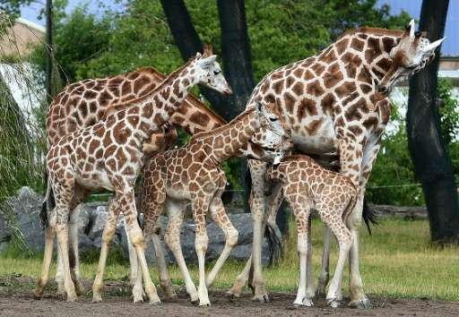Giraffes hum to communicate, but only at night, new research shows