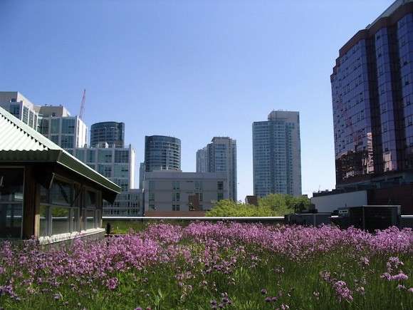 Glancing at a grassy green roof significantly boosts concentration