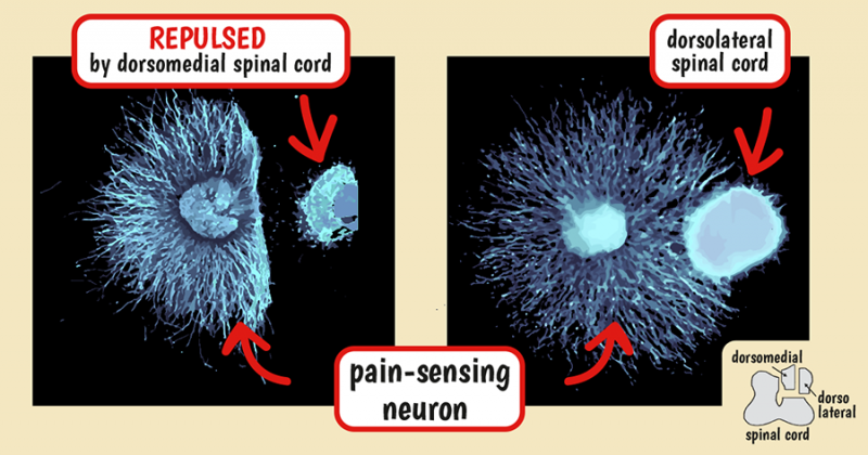 Glial cells use lipids to direct neuron organization in the spinal cord