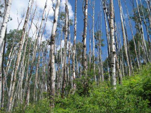 Glimpses of the future: Drought damage leads to widespread forest death