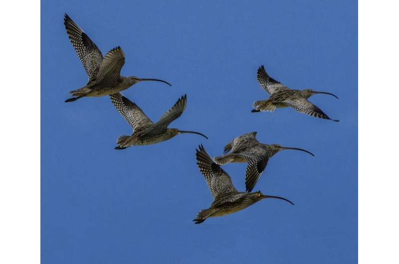 Global effort 'needed to save migratory birds'