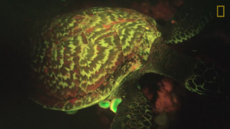 Glowing sea turtle, like red and green spaceship, spotted
