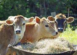 GM crop database launched to ensure safety of EU animal feed supply