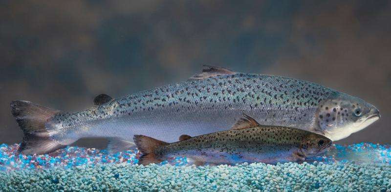 GM salmon may be safe but they're not coming to a store near you just yet